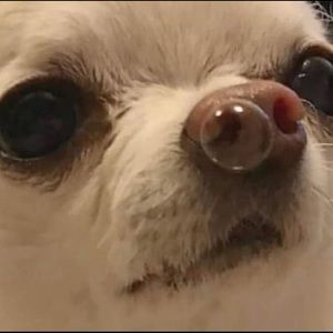 Meet your Posher, Nora